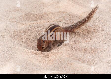 Funny Little Chipmunk on Sand Beach extreme closeup. Stock Photo