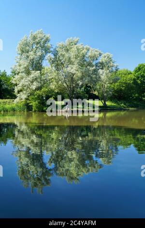 UK,South Yorkshire,Barnsley,Dearne Valley Country Park,Anglers Pond Stock Photo