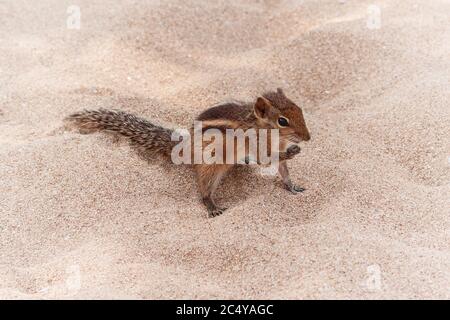 Funny Little Chipmunk on Sand Beach extreme closeup. Stock Photo