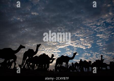 Silhouette of camels on high ground against dramatic blue sky and clouds. Stock Photo