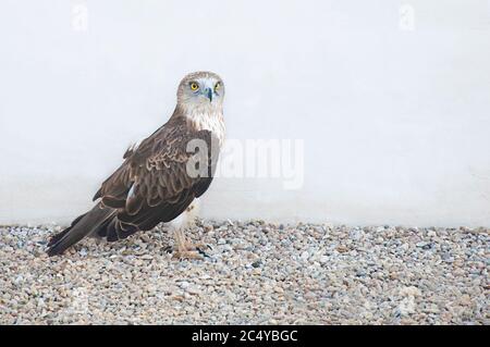 Short-toed snake eagle (Circaetus gallicus) en un centro de rescate Stock Photo