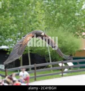 Harris's hawk (Parabuteo unicinctus) flying during a falconry session Stock Photo