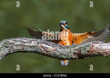 Common kingfisher (Alcedo atthis) female with caught stickleback fish in beak landing on branch over water of pond Stock Photo