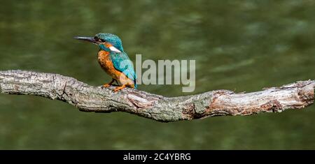 Common kingfisher (Alcedo atthis) female perched on branch over water of pond