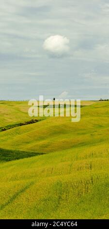 Single ball of cloud over a lone tree in the fields in Tuscany, Italy Stock Photo