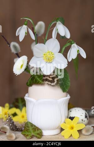 spring decoration with helleborus niger flower and snow drops in egg Stock Photo