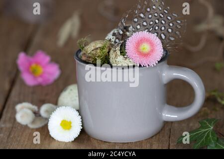 easter decoration with bellis perennis and quail eggs in cup Stock Photo