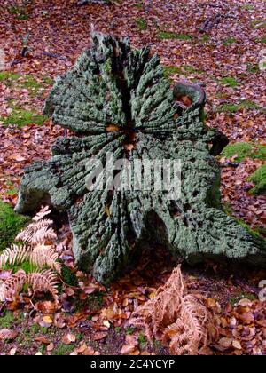 Lichen on dead oak stump, Mark Ash Wood, New Forest Stock Photo