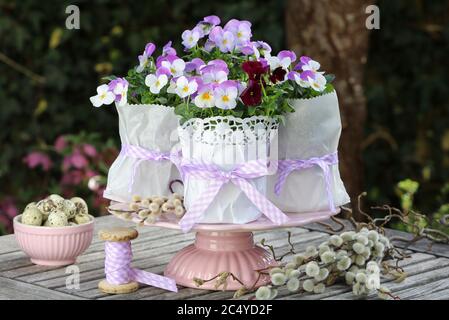 viola flowers in white and purple on cake plate as spring decoration Stock Photo