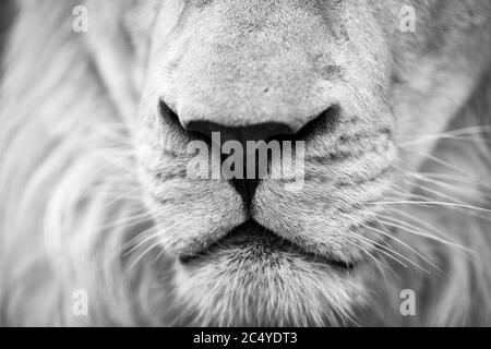 white tiger. portrait of a tiger. Stock Photo