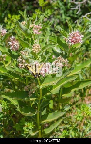 Western Tiger Swallowtail butterfly  Papilio rutulus belonging to the Papilionidae family. On a snowy milkweed plant in California, USA Stock Photo