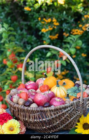 organic apples and pumpkins in basket autumn themed rustic outdoor ...