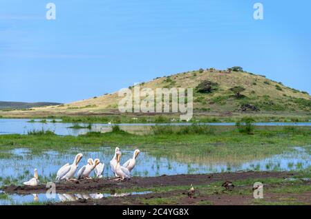 Great white pelicans (Pelecanus onocrotalus) in front of Observation Hill (Normatior), Amboseli National Park, Kenya, Africa Stock Photo