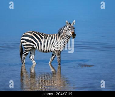 Grant's zebra (Equus quagga boehmi), Amboseli National Park, Kenya, Africa Stock Photo