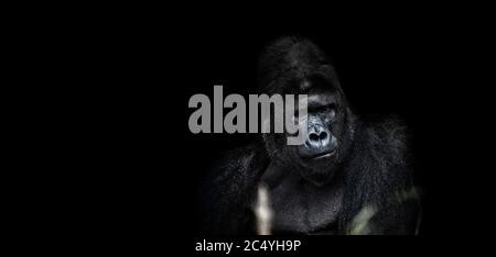 Portrait of a male gorilla on a black background, severe silverback, Grave look of the great ape, the most dangerous and biggest monkey of the world. Stock Photo