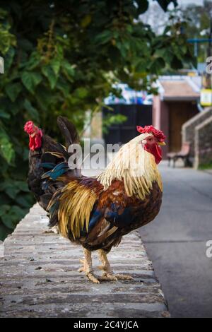 two roosters Stock Photo