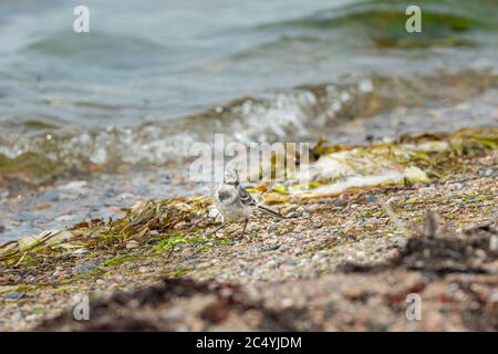 Juvenile White Wagtail, Motacilla alba, at a beach. It is a species of bird passeriform of the family Motacillidae. Shallow depth of field Stock Photo
