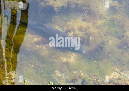 An Atlantic cod, Gadus morhua pictured from the jetty in a marina in Scania, southern Sweden. Atlantic cod is a benthopelagic fish of the family Gadidae. Reflections in the water Stock Photo