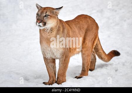 Puma in the woods, single cat on snow, wildlife America. Stock Photo