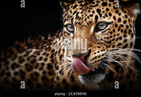 Leopard portrait on dark background. Panthera pardus kotiya, Big spotted cat lying Stock Photo