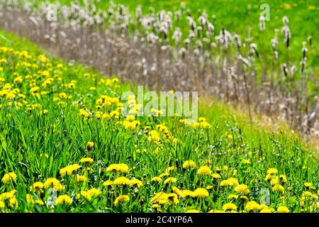 many yellow flowering dandelions in the meadow, blurred background Stock Photo