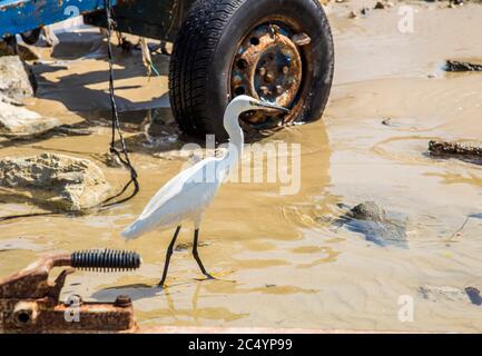 A small white Little Egret heron walking in the water looking for food on polluted beach on the background of old tire . The concept of environmental Stock Photo