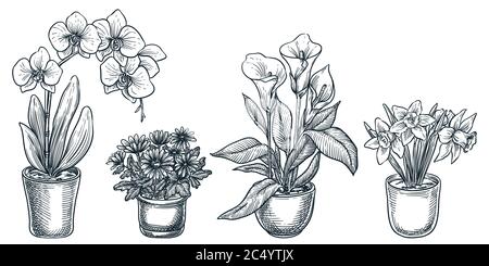 Home flowers and plants in pots, isolated on white background. Vector hand drawn sketch illustration of potted blooming houseplants. House room floral Stock Vector