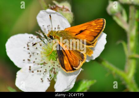 Large Skipper,'Ochlodes sylvanus',butterfly,on blackberry flower,June July, Wiltshire, UK Stock Photo