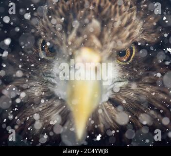 Portrait of eagle, White-tailed (Haliaeetus albicilla). Winter scene in wildlife. snow storm, snowfall. Stock Photo