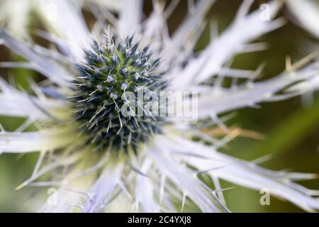 An ornamental cultivated garden thistle, UK Stock Photo