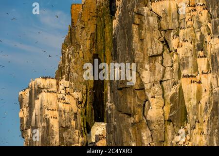 Thousands of Thick-billed murres or Brunnich's guillemot (Uria lomvia) are nesting in the bird cliff of Alkefjellet at Lomfjordhalvoya in Ny-Friesland Stock Photo