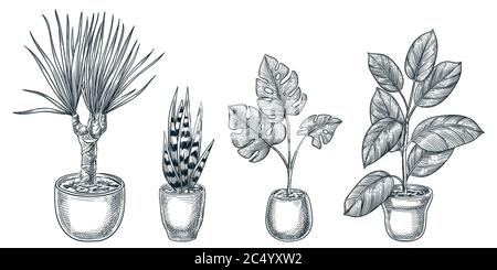 Home plants in pots, isolated on white background. Vector hand drawn sketch illustration of potted houseplants. House room decoration design elements. Stock Vector