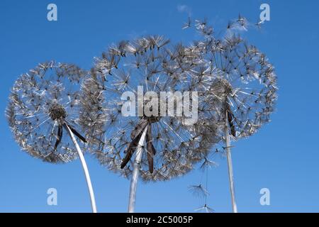 Wire dandelion sculpture by Robin Wight or Fantasy Wire. Trentham Gardens, Stoke-on-Trent, Staffordshire, UK Stock Photo