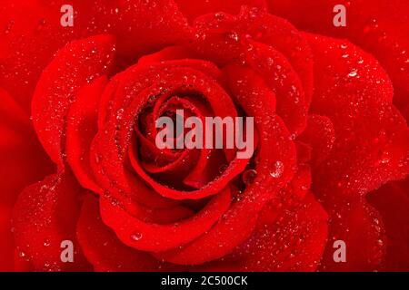 Red rose flower with water drops. Floral background Stock Photo