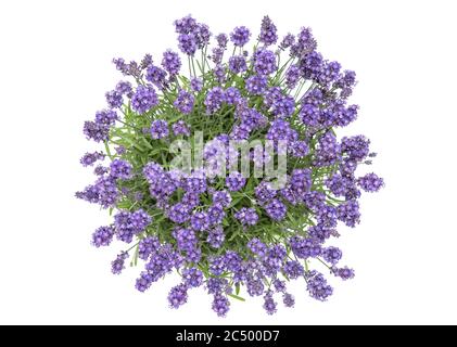 Lavender flowers isolated on white background. Top view Stock Photo