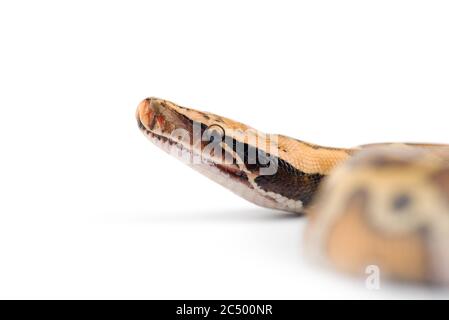 Sumatran Short Tail Python isolated on white background Stock Photo