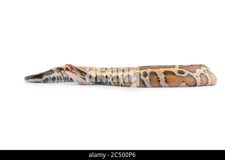 Sumatran Short Tail Python isolated on white background Stock Photo