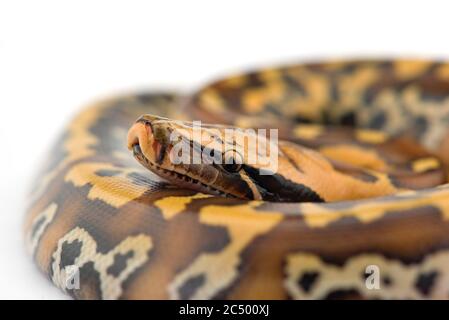 Sumatran Short Tail Python isolated on white background Stock Photo