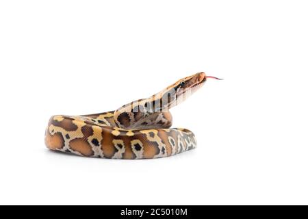 Sumatran Short Tail Python isolated on white background Stock Photo
