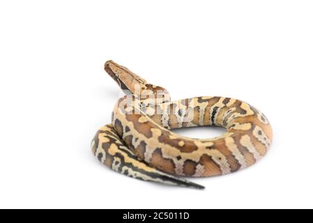 Sumatran Short Tail Python isolated on white background Stock Photo