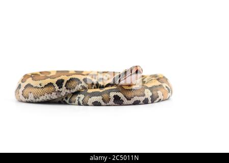 Sumatran Short Tail Python isolated on white background Stock Photo