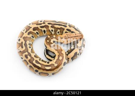 Sumatran Short Tail Python isolated on white background Stock Photo