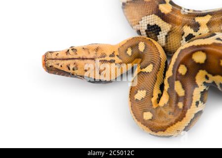 Sumatran Short Tail Python isolated on white background Stock Photo