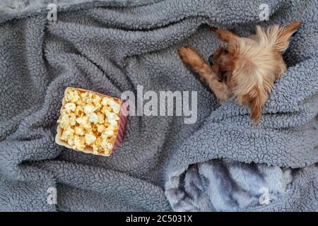 Top view of popcorn box and mini yorkshire terrier dog on fluffy blanket Stock Photo