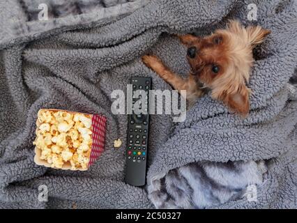 Top view of popcorn box, remote control and mini yorkshire terrier on warm blanket Stock Photo