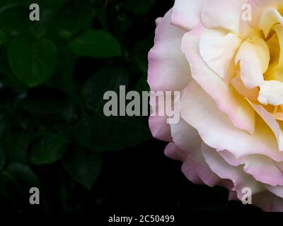 Top view of pink rose on dark background. Greeting card. Stock Photo
