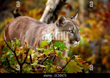 Portrait of Beautiful Puma in autumn forest. American cougar - mountain lion, striking pose, scene in the woods, wildlife America. Stock Photo