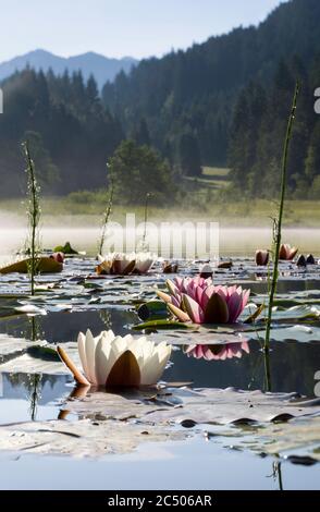 Closeup of pink and white water lilies on Alpine lake  during sunrise - lake fog in background Stock Photo