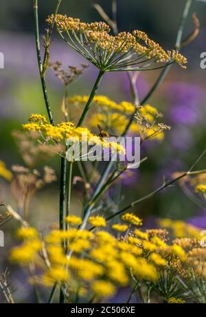 A beautiful flowering fennel plant attracting insects and bees.