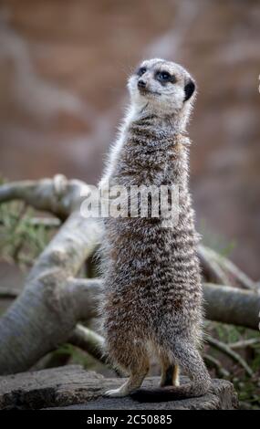 A meerkat standing upright on the branch of a fallen tree on lookout duty. Stock Photo
